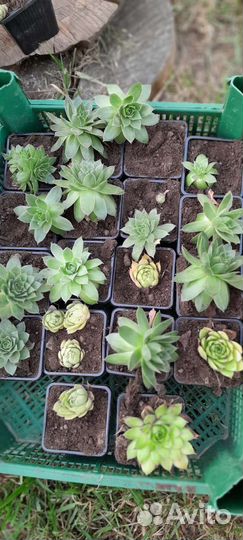 Молодило каменная роза