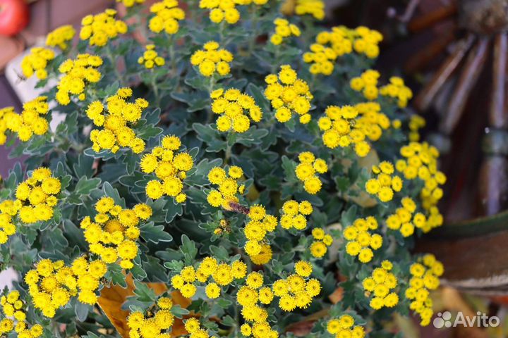 Аяния Бересклеты Плющ