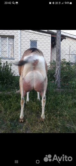 Козёл альпийский