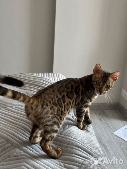 Бенгальские котята