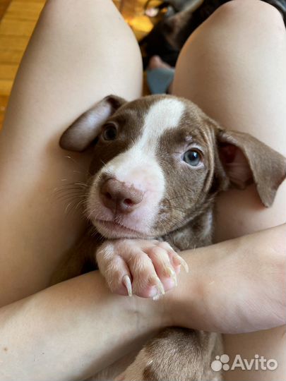 Щенки питбуля