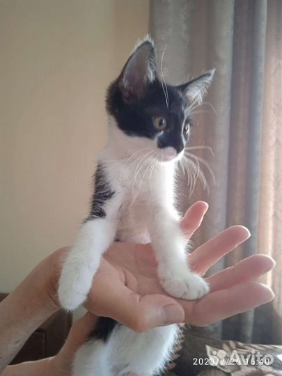 Кошка в дар бесплатно