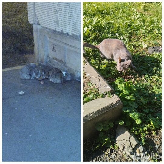Бездомные кошки