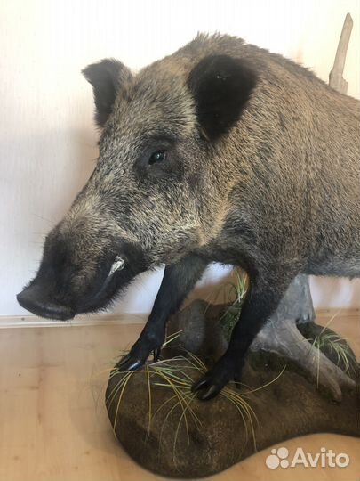 Чучело кабана