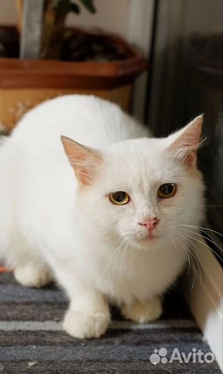 Кот Снежок в добрые руки
