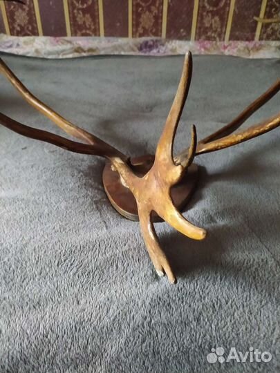 Рога оленя