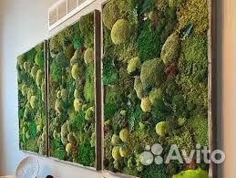 Природная красота: стены из мха Арт: 214461