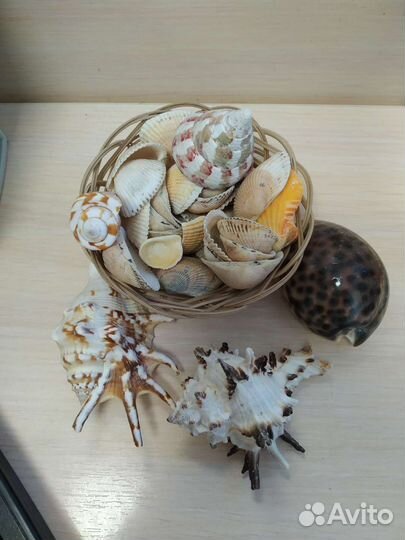 Набор ракушек для украшения, для поделок