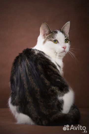 Молодая кошечка в добрые руки