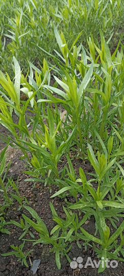 Эстрагон тархун