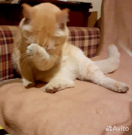 Нашелся кот