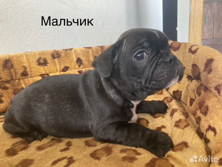 Собака