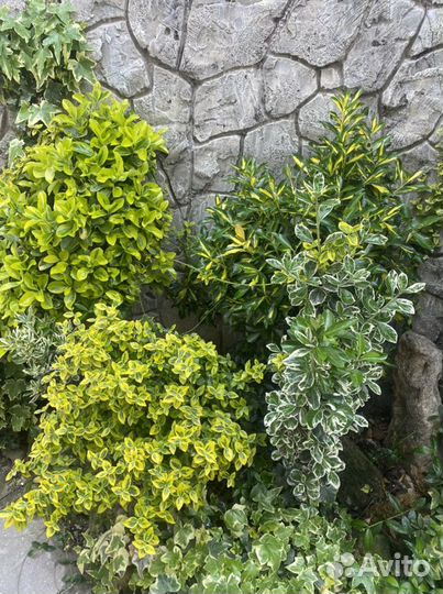 Отроски уличных растений барвинок очиток