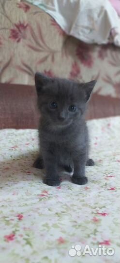 Кошки в добрые руки бесплатно