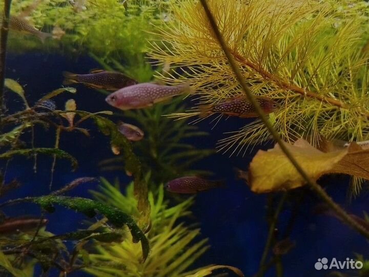 Аквариумные рыбки Микрорасбор галактика