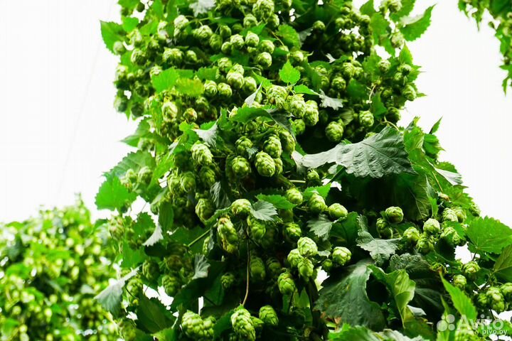 Хмель садовый саженцы