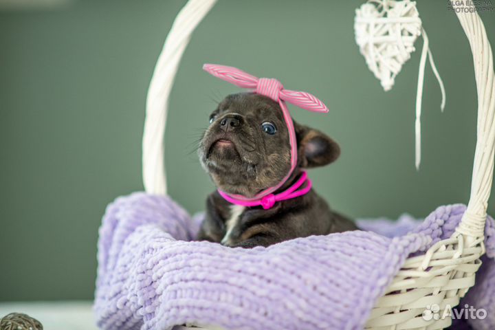 Фоанцузский бульдог