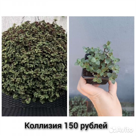 Ампельные растения