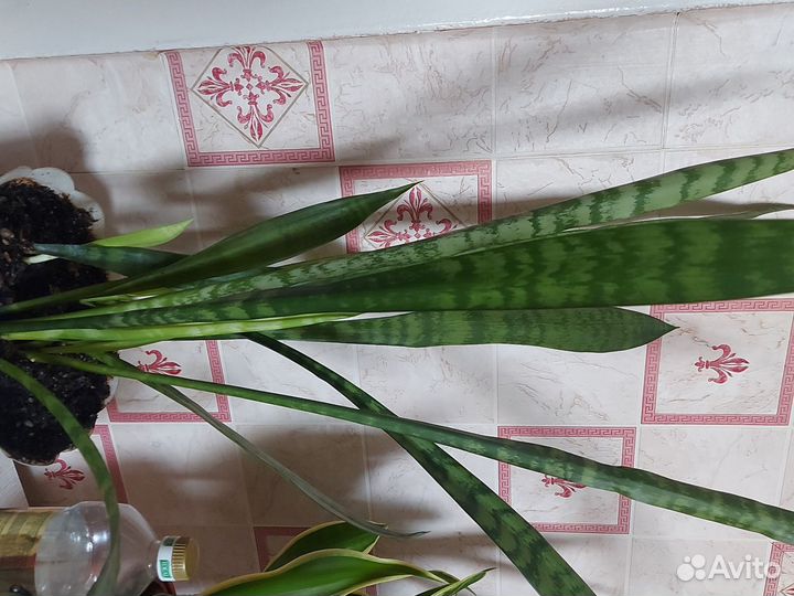 Сансевиерия