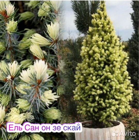 Ель Сан он де скай