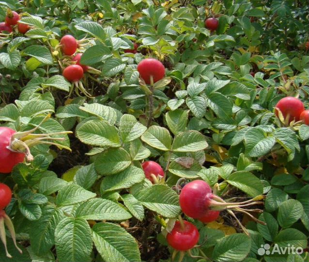 Шиповник Роза морщинистая