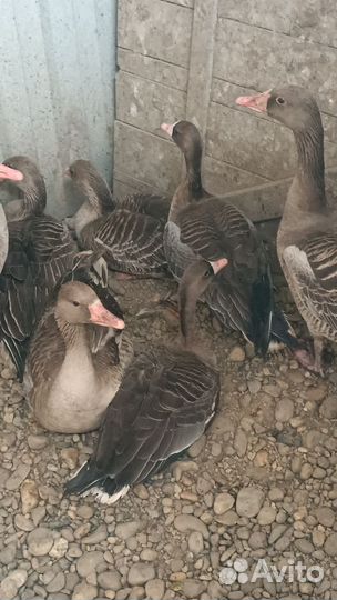 Гусь серый дикий