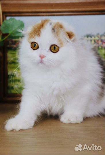 Шотландская вислоухая девочка Настя