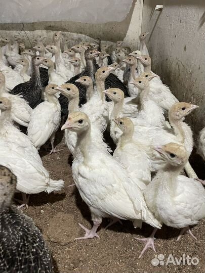 Индюки месячные