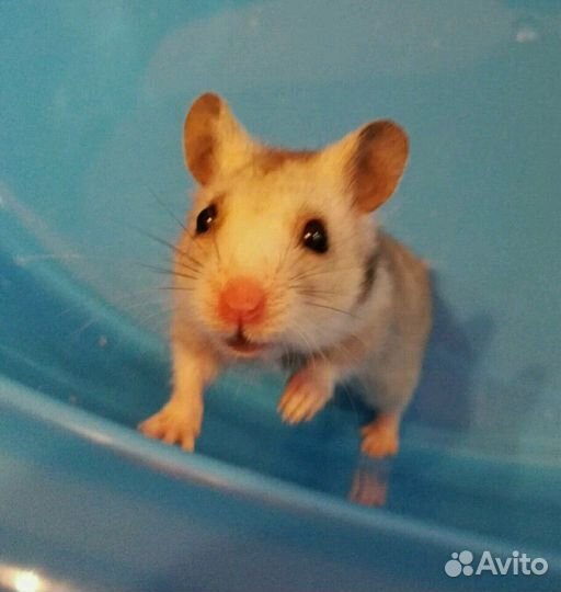 Породистые хомячки разные-разные (клетки, доставка