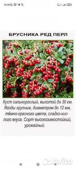 Брусника садовая саженцы