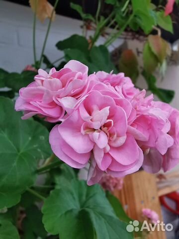 Пеларгония розебудная герань miss rose