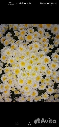 Хризантема шаровидная