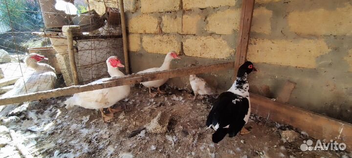 Продам уток