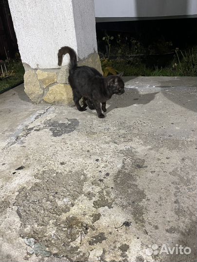 Кошки бесплатно