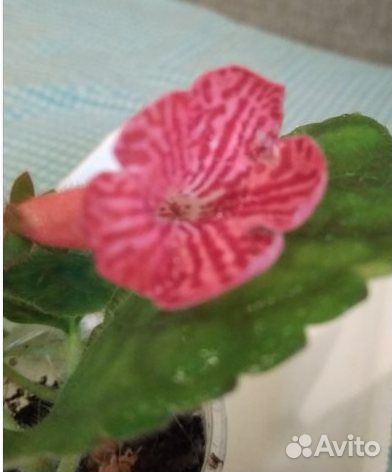 Сортовые колерии