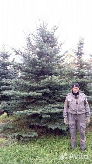 Ель голубая и зеленая колючая, крупномеры