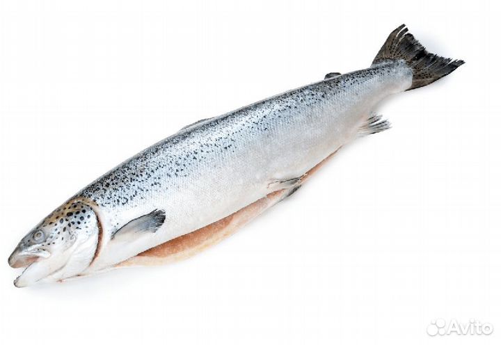 Лосось для магазинов и ресторанов