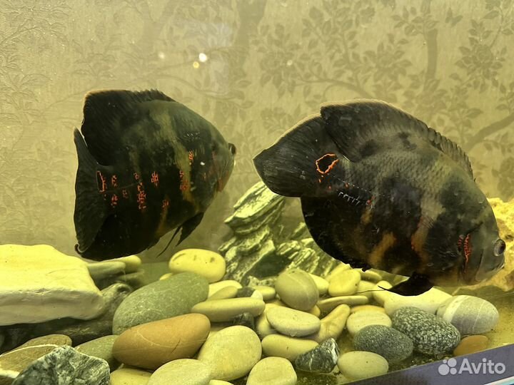 Астронотусы