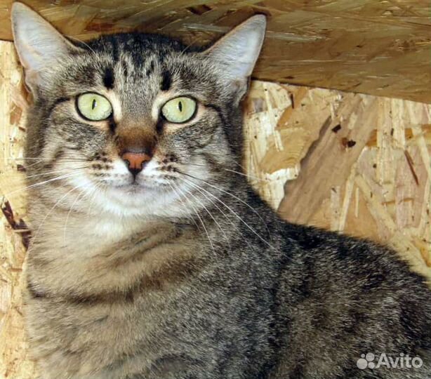 Полосатая кошка Жози, привита, стерилизована