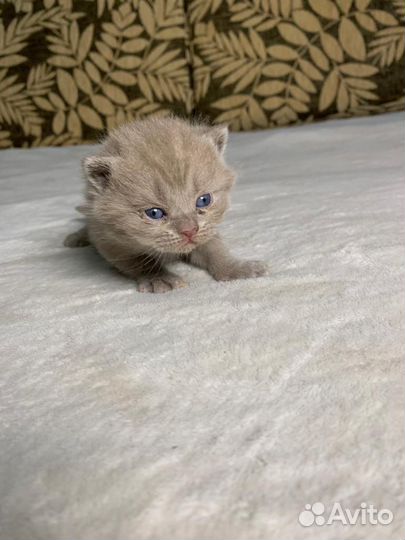 Котята британцы