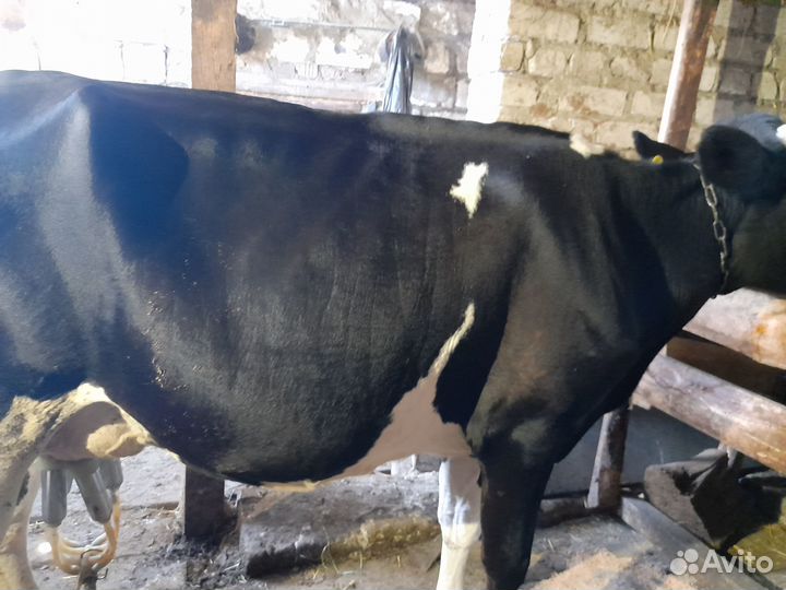 Коровы дойные молочные