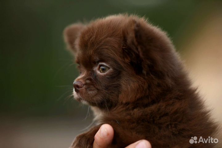 Шоколадно лиловая чихуахуа девочка