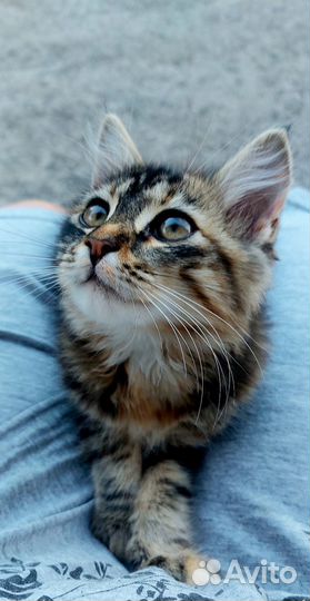 Кошечка Ася в добрые руки