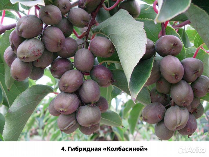 Саженцы Актинидии (русское киви)