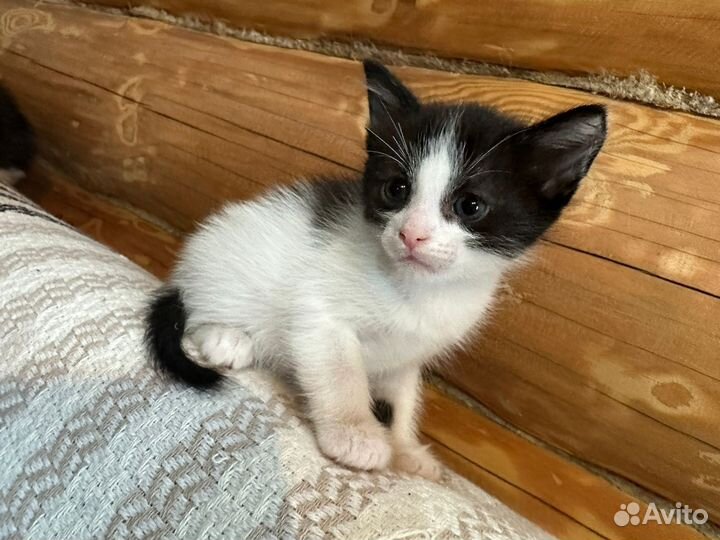 Котята в добрые руки мальчики