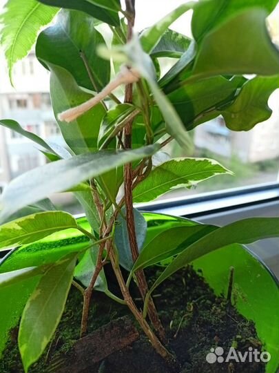 Фикус бенджамина плетение пестролистный