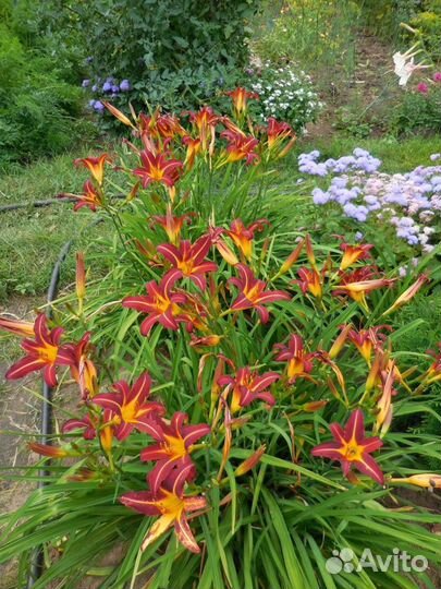 Лилейник: рассада цветов для сада