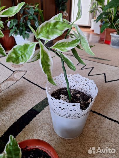 Педилантус, Колеус