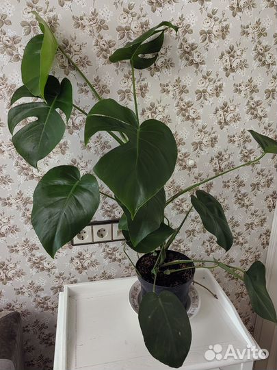 Монстера украшение реальности