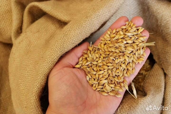 Продам пшеницу и кукурузу